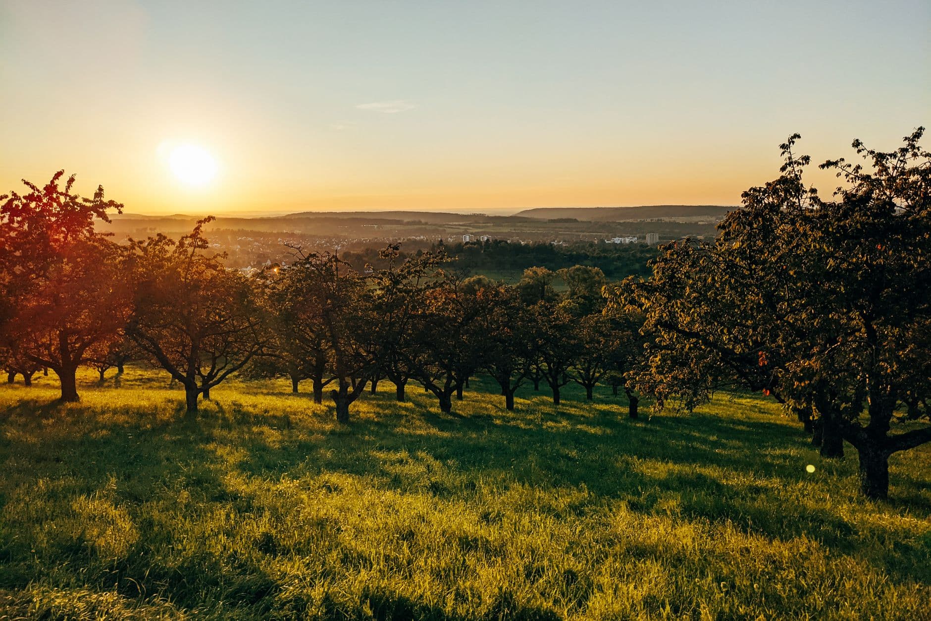 Apple Orchard in September