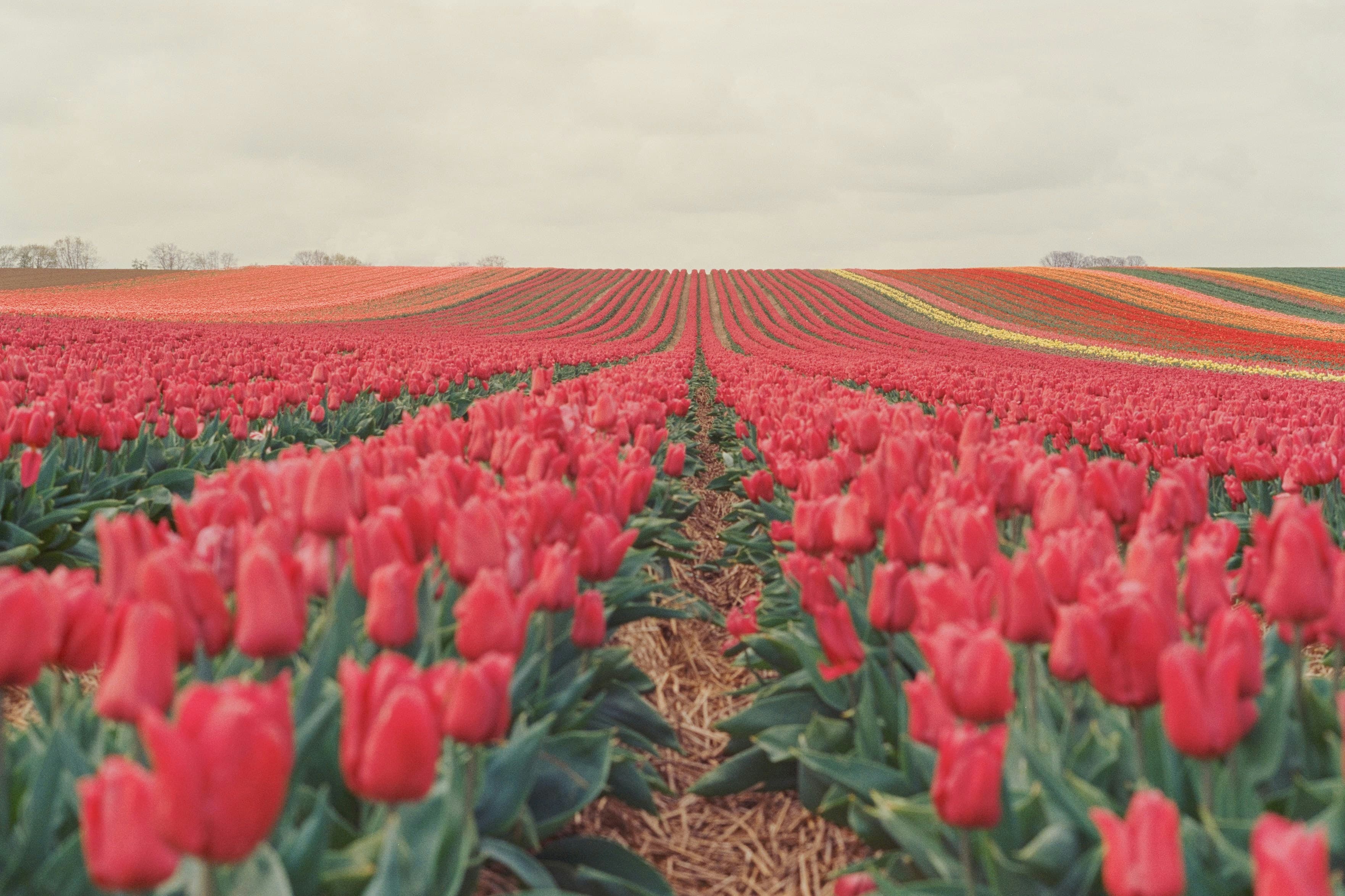 Тюльпановые поля